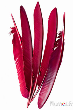 Pavone blu - 33-37 cm - carminio-bruno 